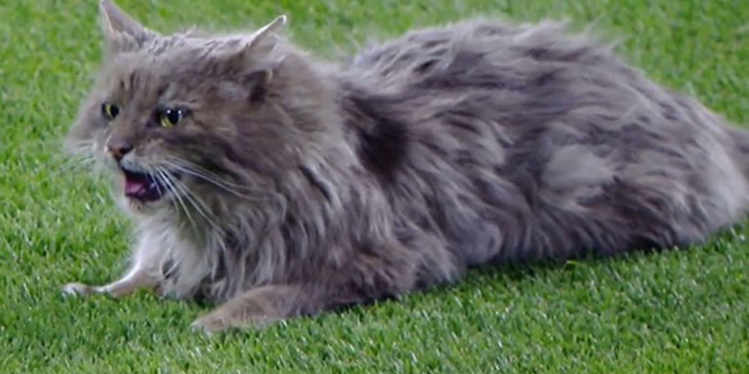 Purr-fect night: Bauer wins LA debut, cat on field at Coors – KXAN Austin