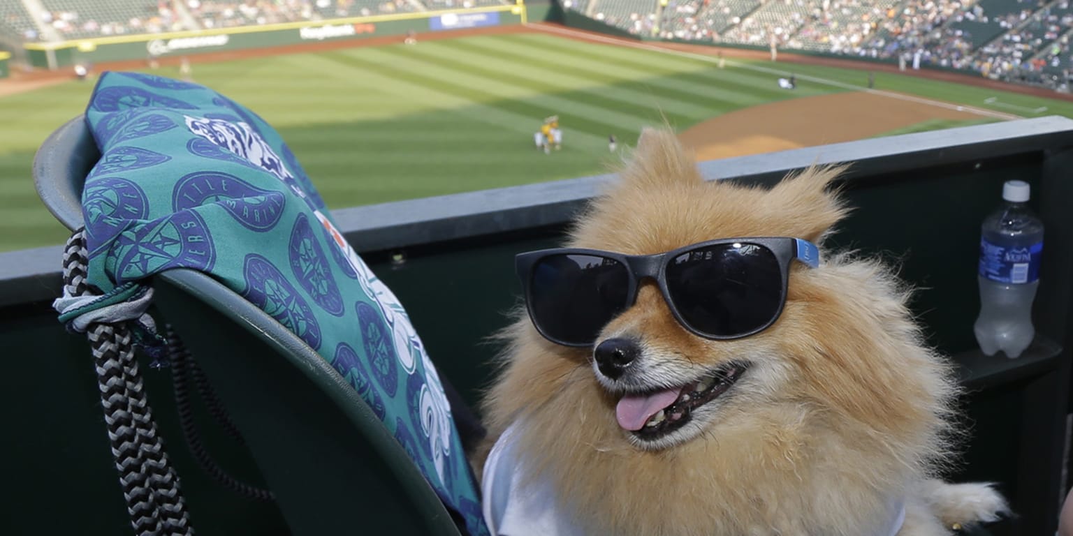 Photos of dogs wearing baseball gear on National Dog Day 