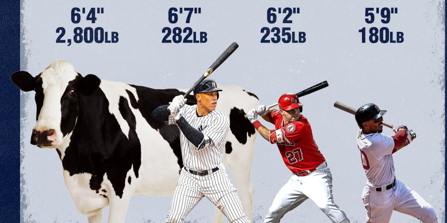 Viral sensation Knickers the cow is so big, he makes Aaron Judge, Mike