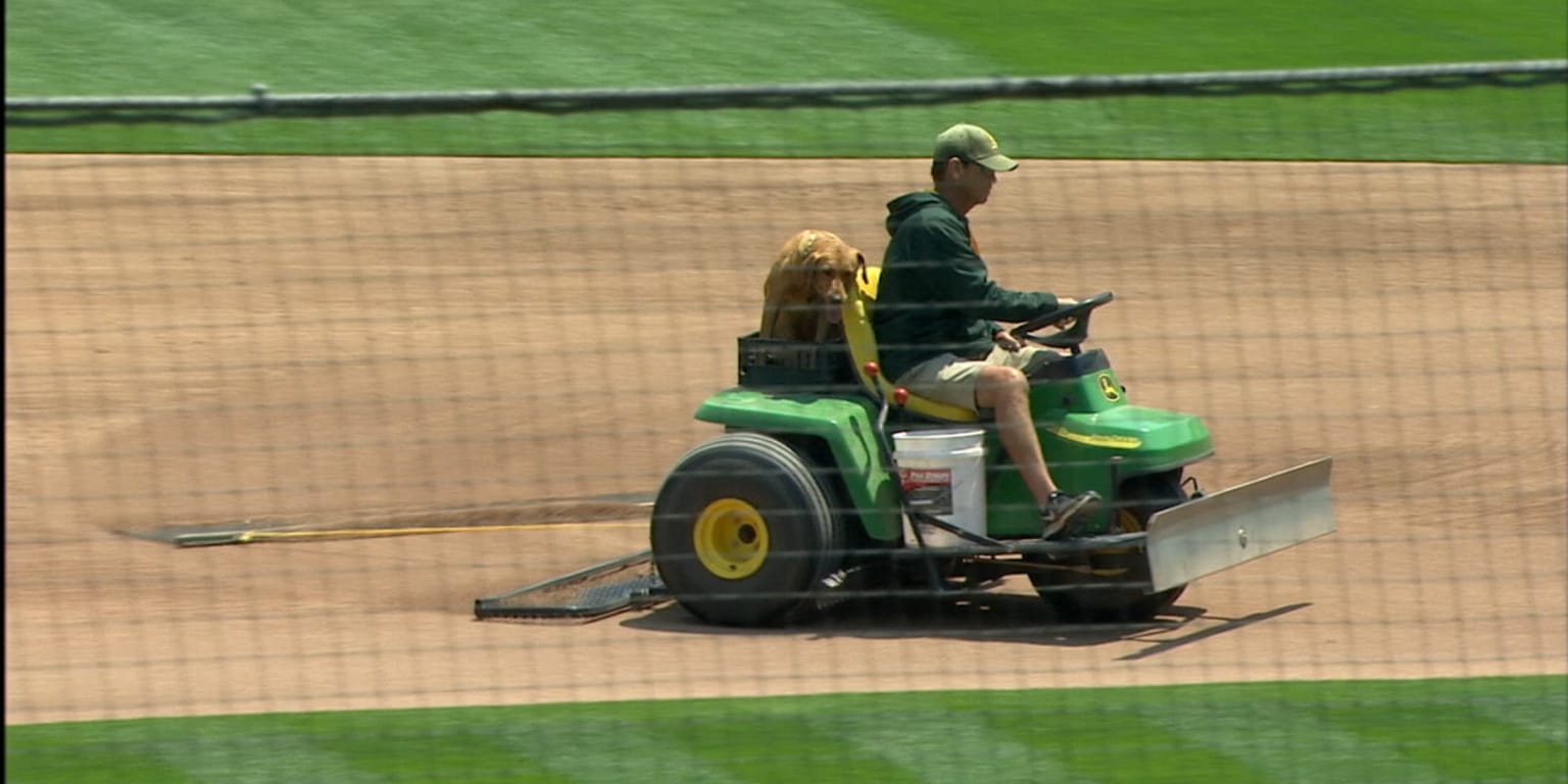 The dogs at Camden Yards were given Statcast ratings and they were all very  good boys and girls