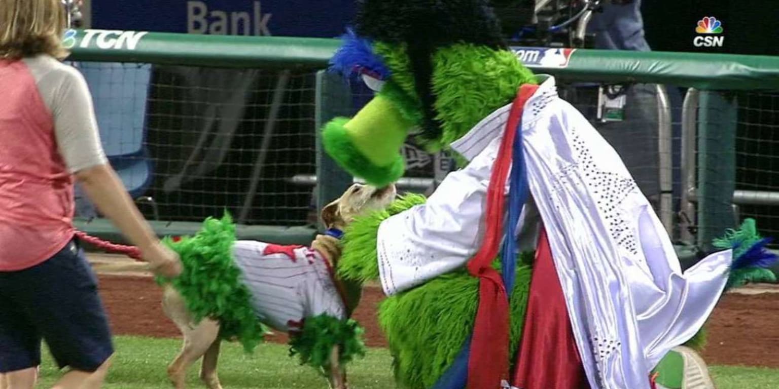 Watch Out, Phanatic! this Sheltie Dog Makes a Perfect Mascot for