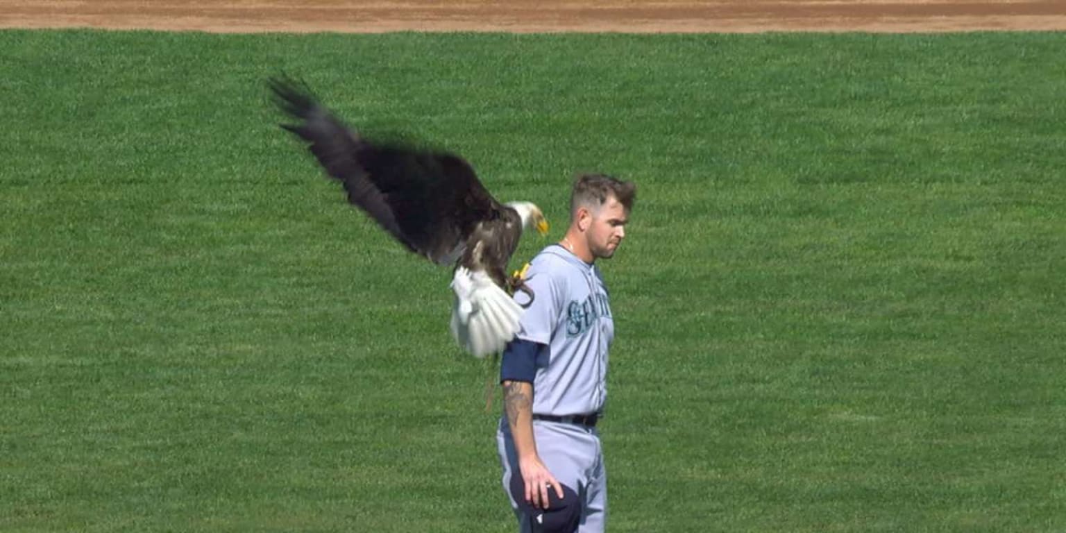 A bald eagle landed on James Paxton before he pitched against the Twins
