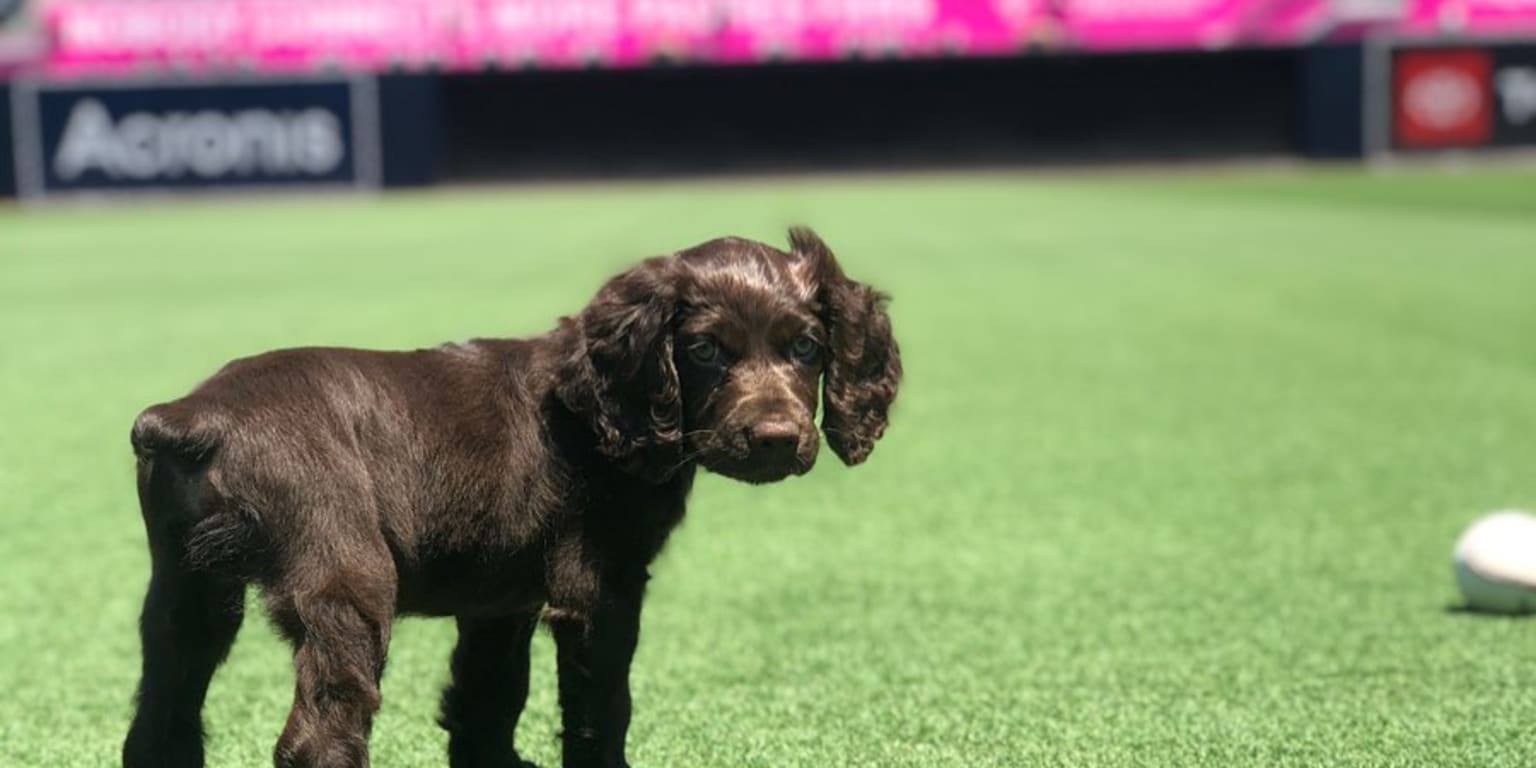 Mets Best Friend: Jeff McNeil adopts Willow the Dog in 2019, Time Machine  Tuesday