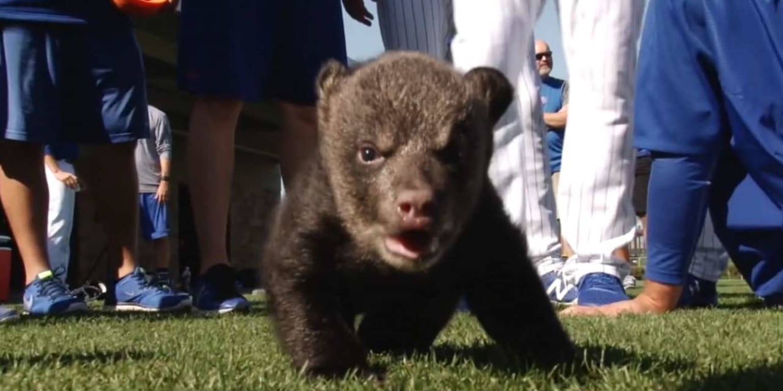 The Chicago Cubs had bear cubs at their spring training today — VIDEO