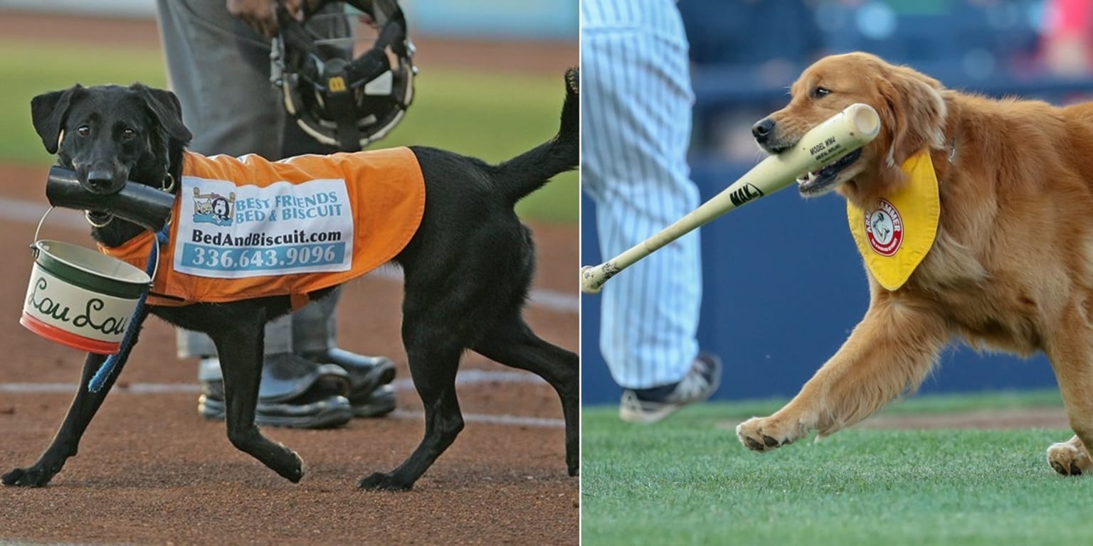 Our Dogs Are Cheering On Our Favorite MLB Team in Style in Oct