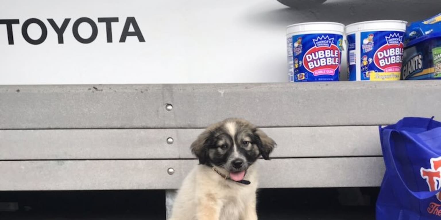 Mets Jeff McNeil has cutest puppy ever