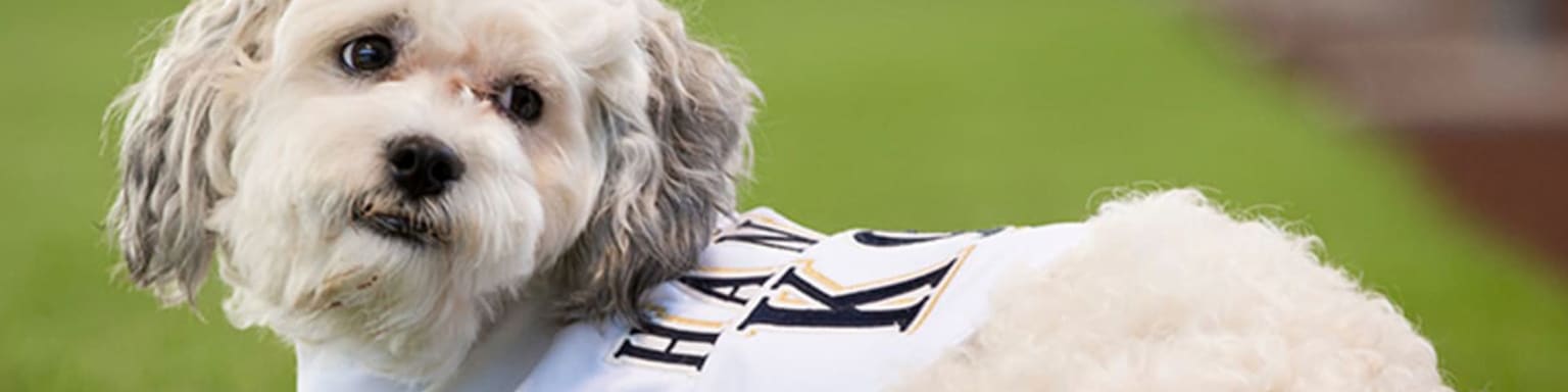 Hank the Brewers dog to make Miller Park debut Tuesday morning