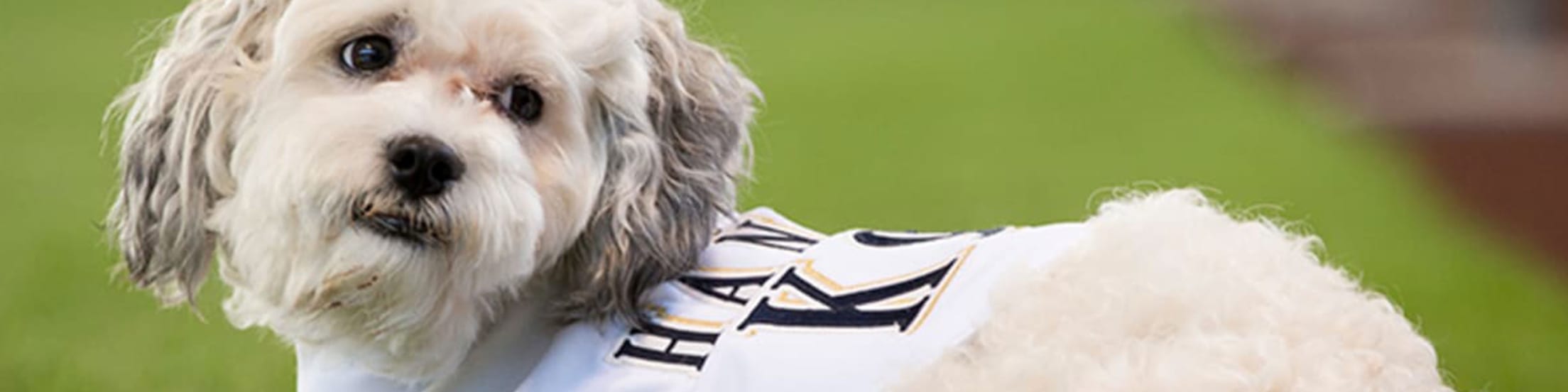 Hank the Brewers dog made the team 