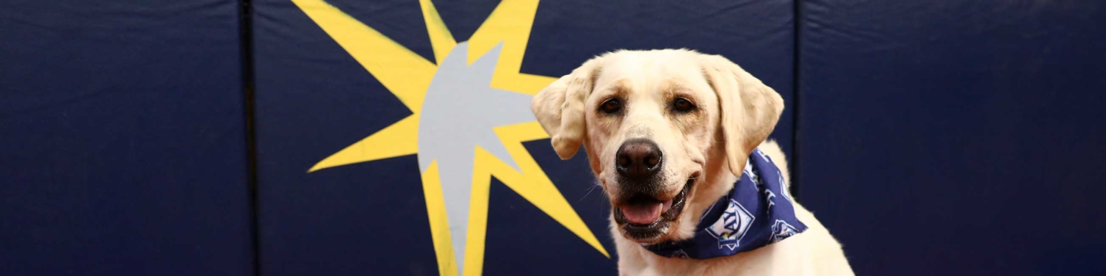 Tampa Bay Rays MLB Dog Jersey