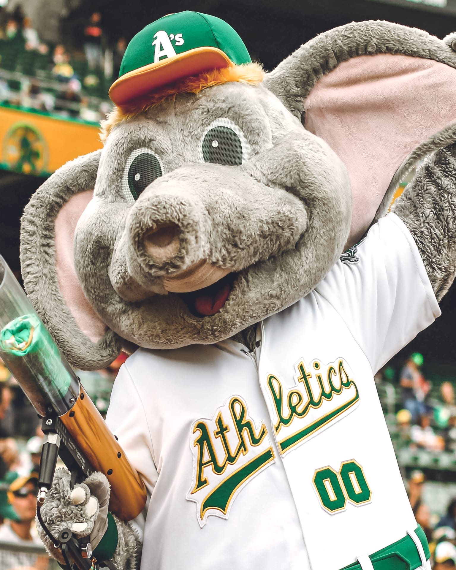 Why is the Oakland Athletics' team mascot an elephant? - Quora