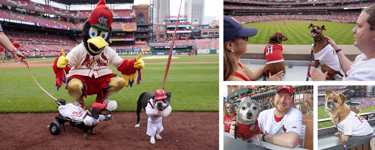 Pooches in the Ballpark St. Louis Cardinals