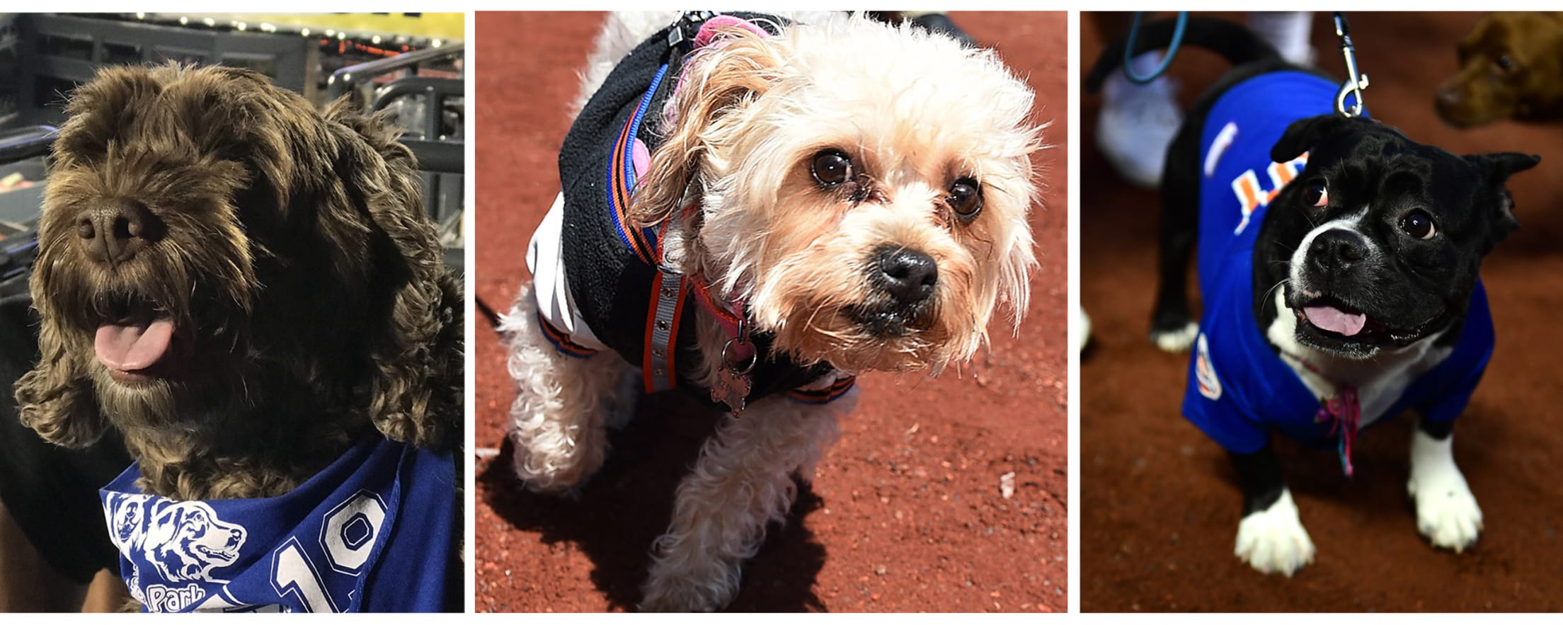 Bark at the Park New York Mets