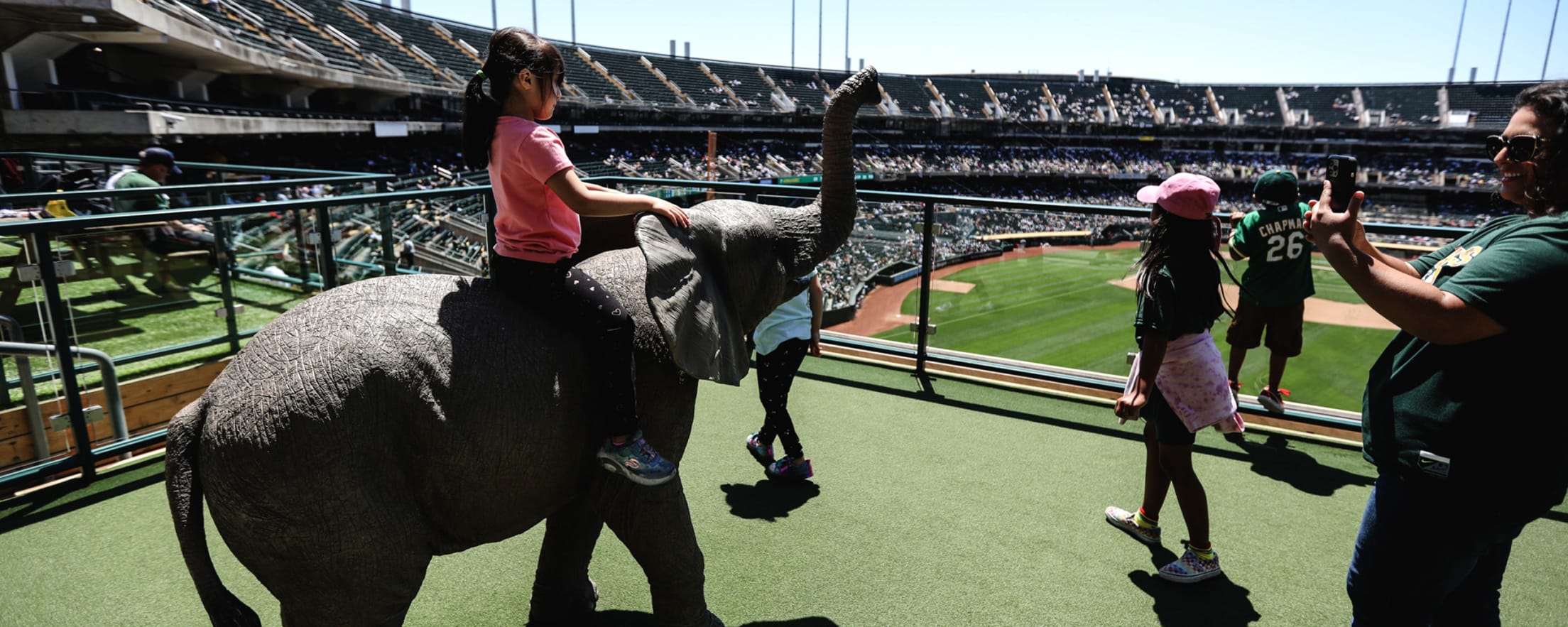 The curse of the elephant  Oakland athletics, Oakland a's, Oakland  athletics baseball