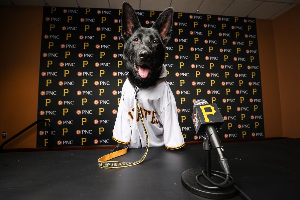 Pirates' pup Bucco paired with veteran before game - CBS Pittsburgh