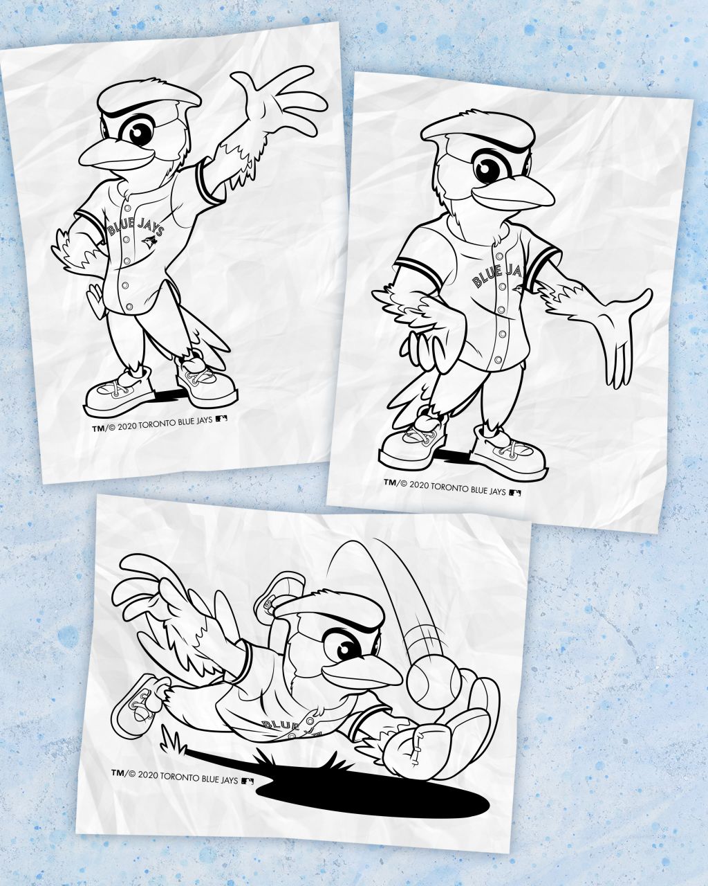 Blue Jays  Blue jays, Coloring books, Coloring book pages