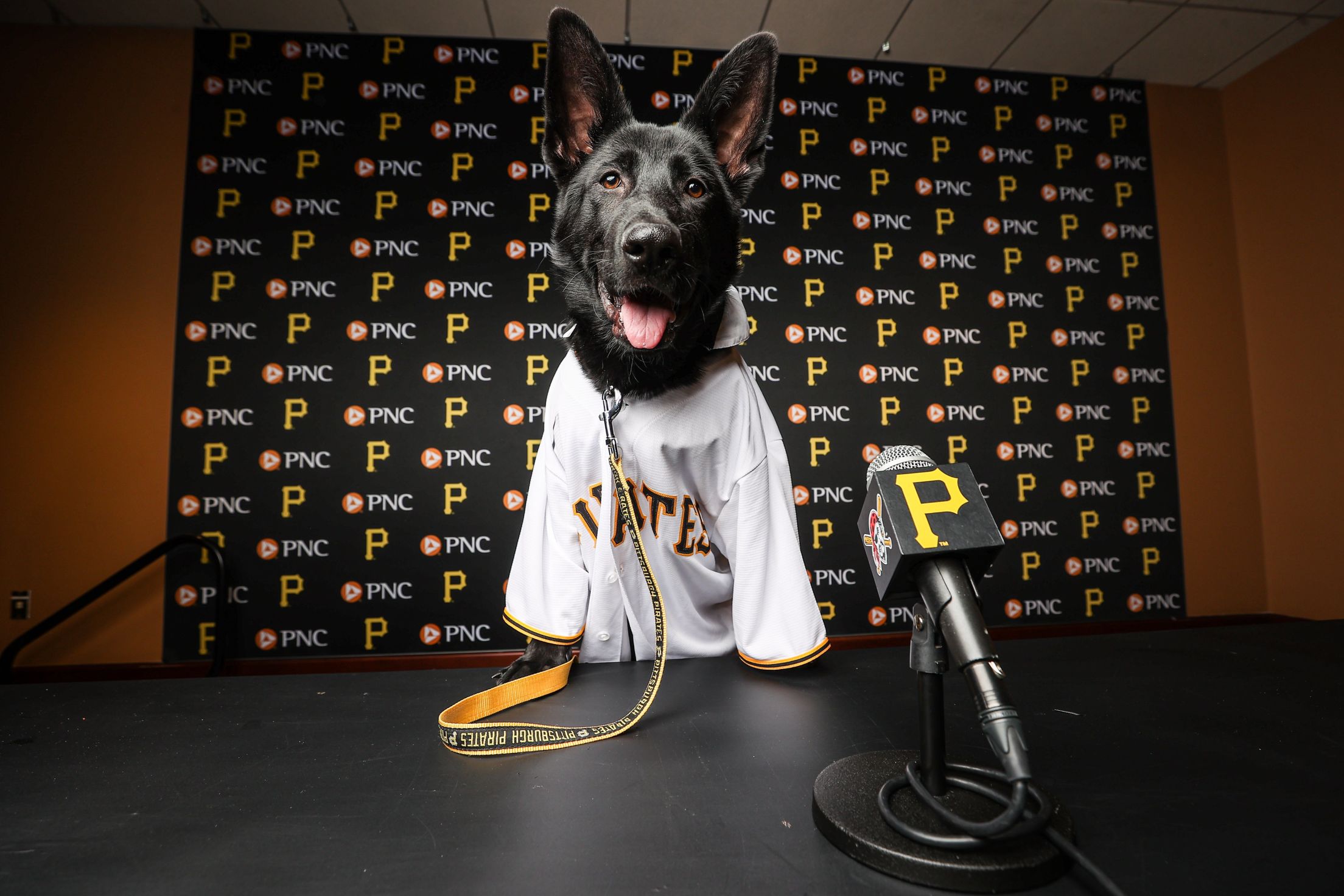 Pets First Pittsburgh Pirates Pet Leash - Large