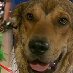 Phillies Bark in the Park night, 08/30/2019