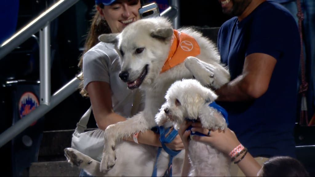 Citi Field hosts Bark at the Park | 09/17/2024 | MLB.com