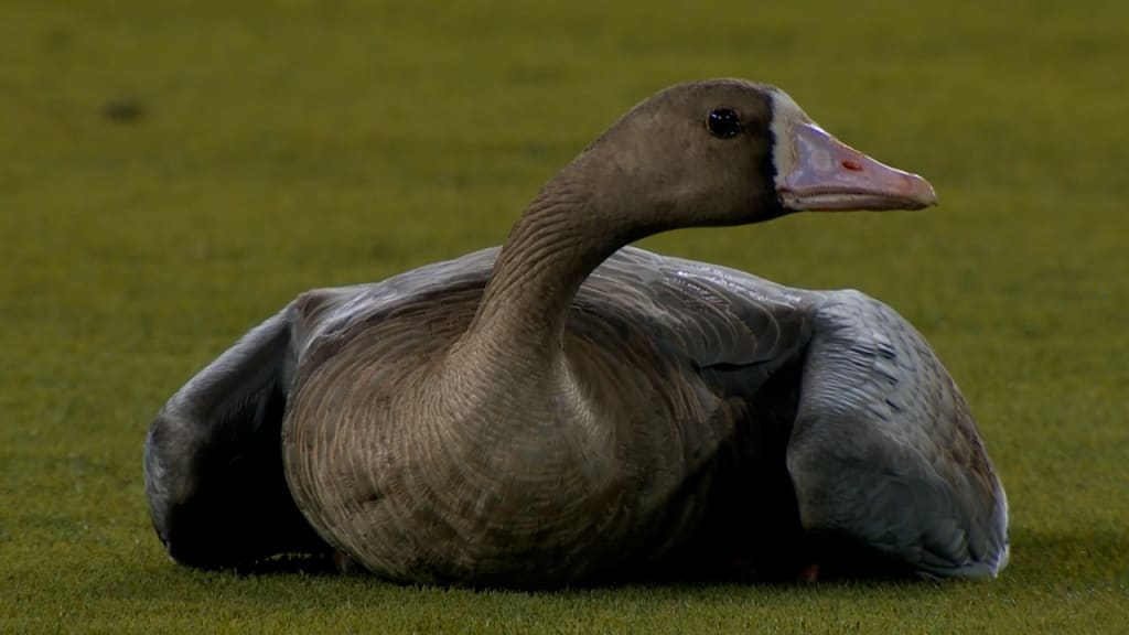The reason a goose landed on Dodger Stadium field and caused a