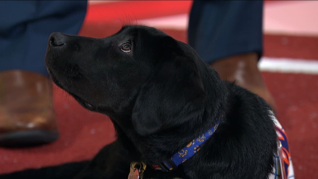 Mets' dog Seaver joins the show, 08/24/2023