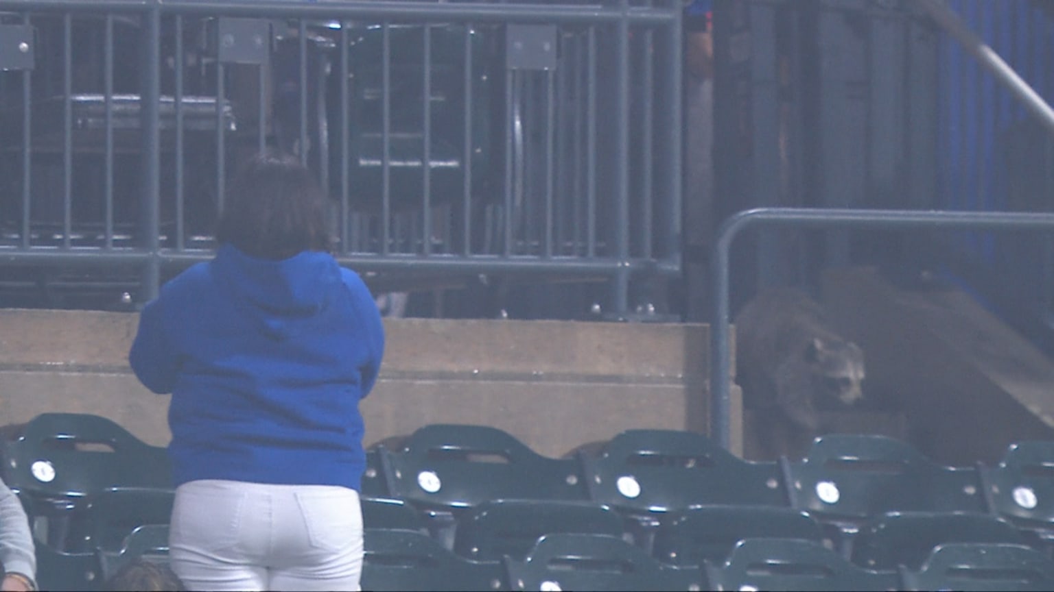 Raccoon runs through the stands | 05/14/2025 | New York Mets