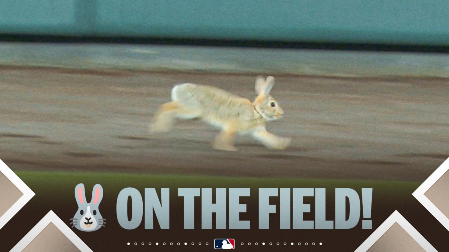 It's Rabbit Season in Colorado! | 05/29/2026 | MLB.com