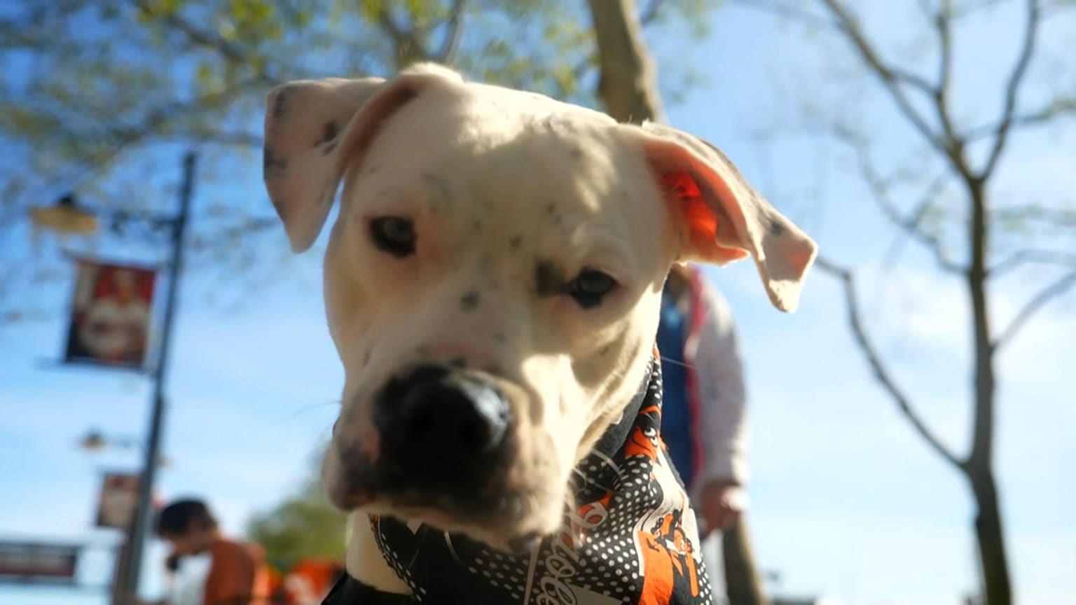 "Bark in the Park" Night at Oriole Park 04/16/2024 Baltimore Orioles