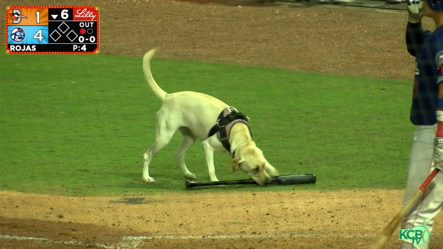 Bat Dog in Training | 08/02/2023 | MLB.com