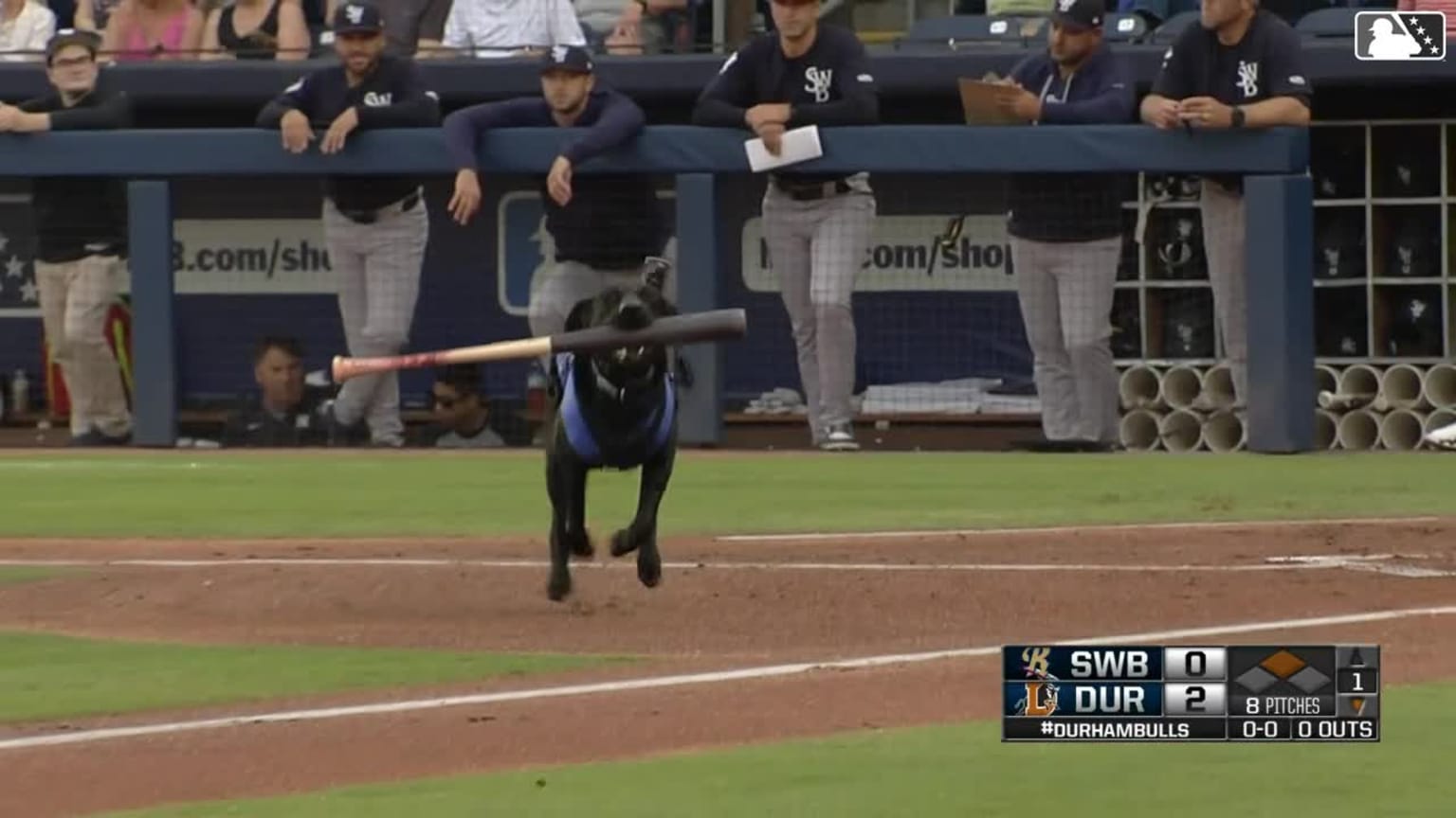 Champ the Bat Dog steals the show in the 1st | 04/20/2025 | MLB.com