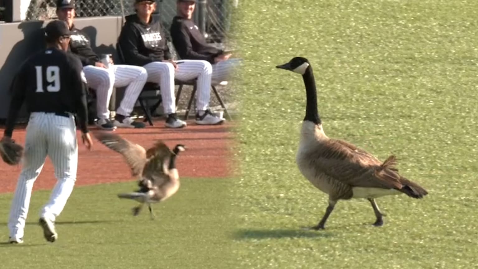 A goose gets loose on the field