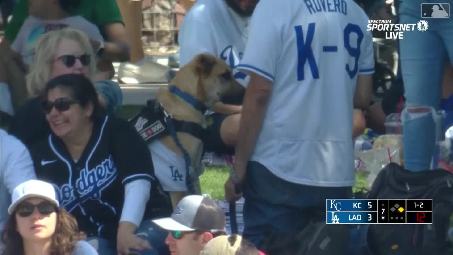MLB Stories - Dogs at baseball games