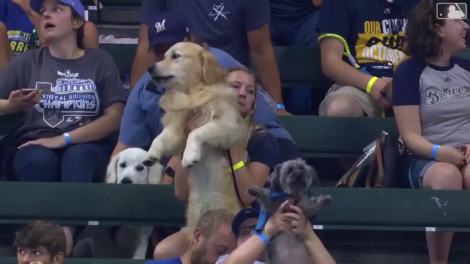 Dogs at baseball games, MLB Stories