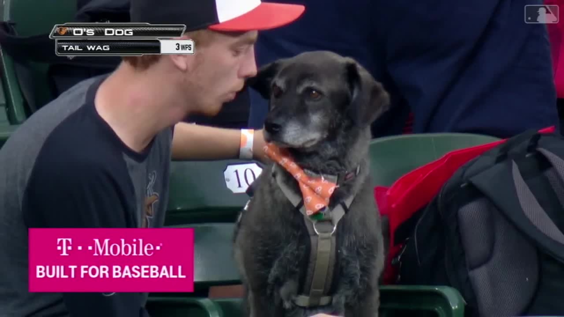 Dogs at baseball games, MLB Stories