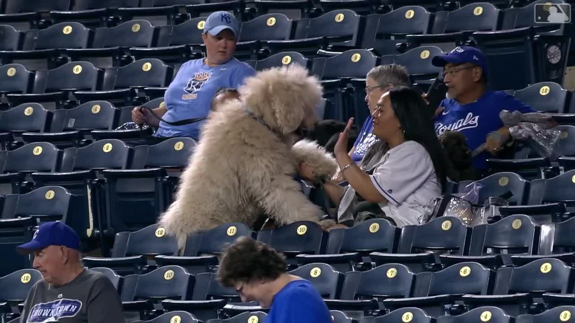 Bark in the Park at Coors Field, 08/13/2019