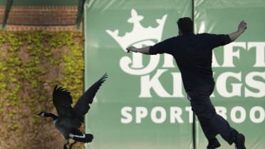 Goose invades Wrigley Field prior to Giants-Cubs