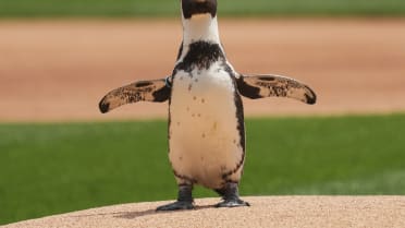 Pepe the Penguin attends White Sox game