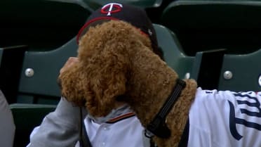 Twins host Bark at the Park at Target Field