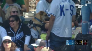Dog catches Michael Busch's homer
