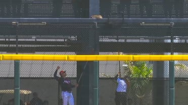 Raccoon visits the Braves' bullpen