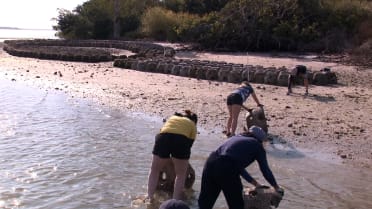 Rays help save shorelines with Tampa Bay Watch