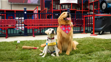 The Nationals bring back bat dog