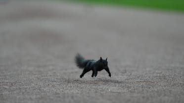 A squirrel runs wild in Detroit!