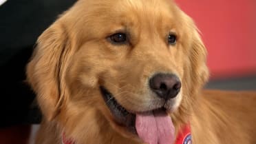 Bruce the Bat Dog joins MLB Central