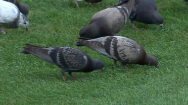 Pigeons take over the outfield in Wrigley Field
