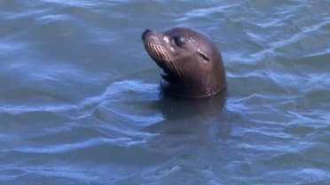 Dog in kayak freaks out about sea lion at Oracle Park
