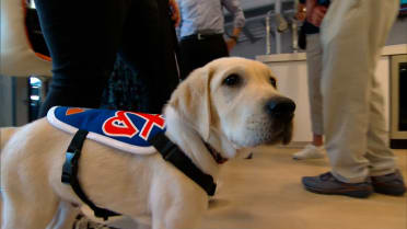 Buddy the Mets Vet Dog makes his debut 