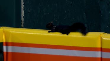 A squirrel invades the field in Detroit