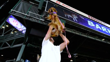 Fans hold up their dogs like Simba 