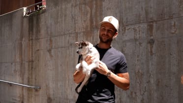 Phillies meet adoptable puppies and kittens pregame
