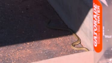 Dodgers find a snake slithering in their dugout